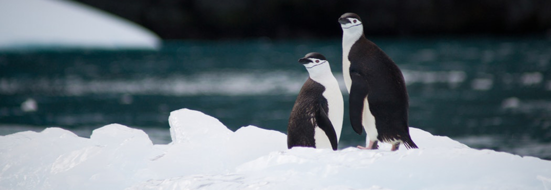 Penguins standing on a sheet of ice