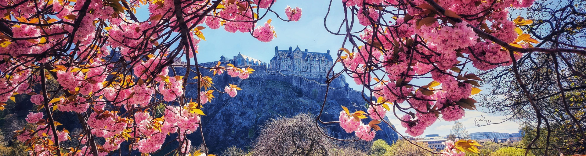 flowers and castle